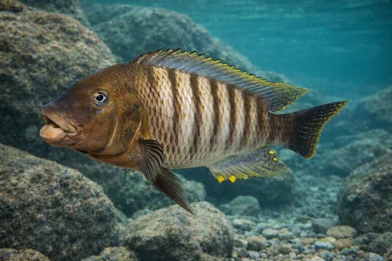 Petrochromis famula 'Katete'